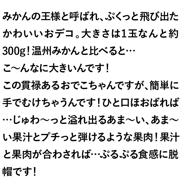 みかんの王様と呼ばれ、ぷくっと飛び出たかわいいおデコ。大きさは1玉なんと約300g！温州みかんと比べると…こ～んなに大きいんです！この貫禄あるおでこちゃんですが、簡単に手でむけちゃうんです！ひと口ほおばれば…じゅわ～っと溢れ出るあま～い、あま～い果汁とプチっと弾けるような果肉！果汁と果肉が合わされば…ぷるぷる食感に脱帽です！