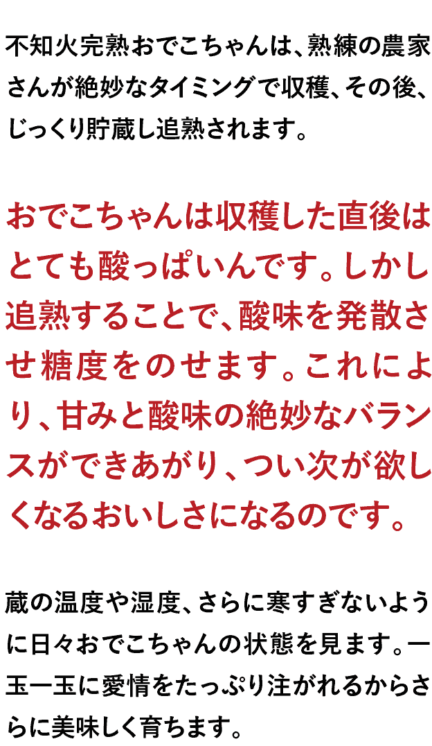 不知火完熟おでこちゃんは、熟練の農家さんが絶妙なタイミングで収穫、その後、じっくり貯蔵し追熟されます。おでこちゃんは収穫した直後はとても酸っぱいんです。しかし追熟することで、酸味を発散させ糖度をのせます。これにより、甘みと酸味の絶妙なバランスができあがり、つい次が欲しくなるおいしさになるのです。蔵の温度や湿度、さらに寒すぎないように日々おでこちゃんの状態を見ます。一玉一玉に愛情をたっぷり注がれるからさらに美味しく育ちます。