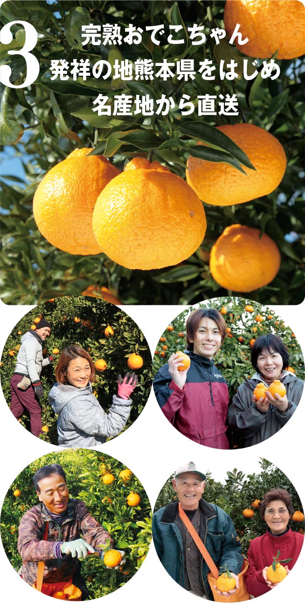 完熟おでこちゃん発祥の地熊本県をはじめ名産地から直送