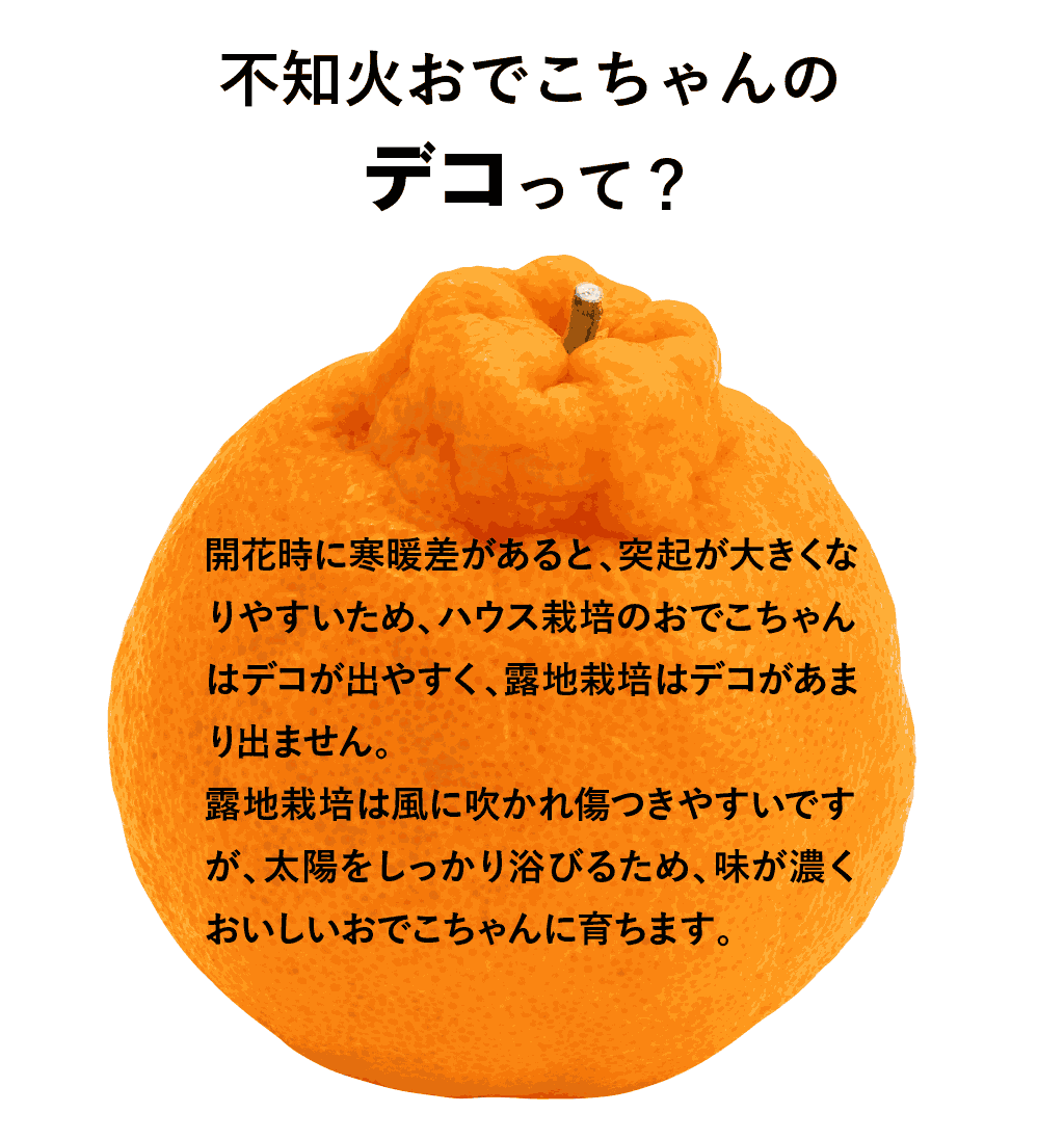 不知火おでこちゃんのデコって？開花時に寒暖差があると、突起が大きくなりやすいため、ハウス栽培のおでこちゃんはデコが出やすく、露地栽培はデコがあまり出ません。露地栽培は風に吹かれ傷つきやすいですが、太陽をしっかり浴びるため、味が濃くおいしいおでこちゃんに育ちます。