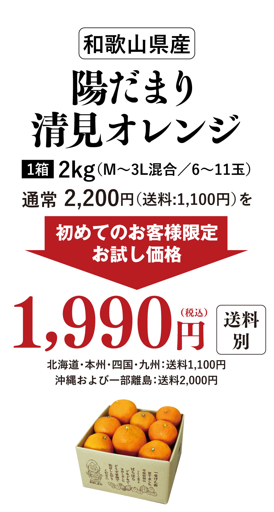 初回限定】清見オレンジ 2kg 1,990円 約6-11玉前後 送料別＜同住所に2