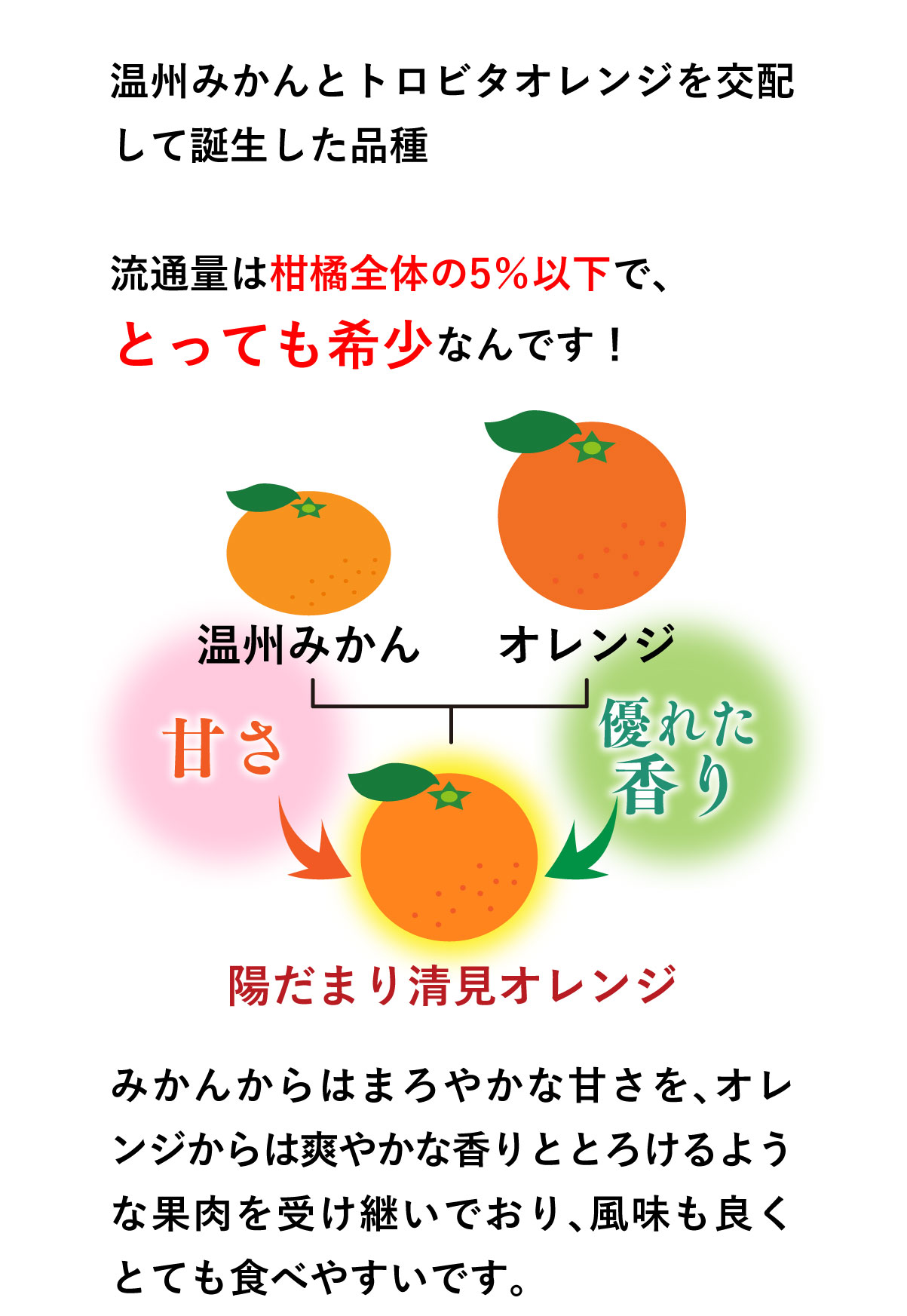 初回限定】清見オレンジ 2kg 1,990円 約6-11玉前後 送料別＜同住所に2
