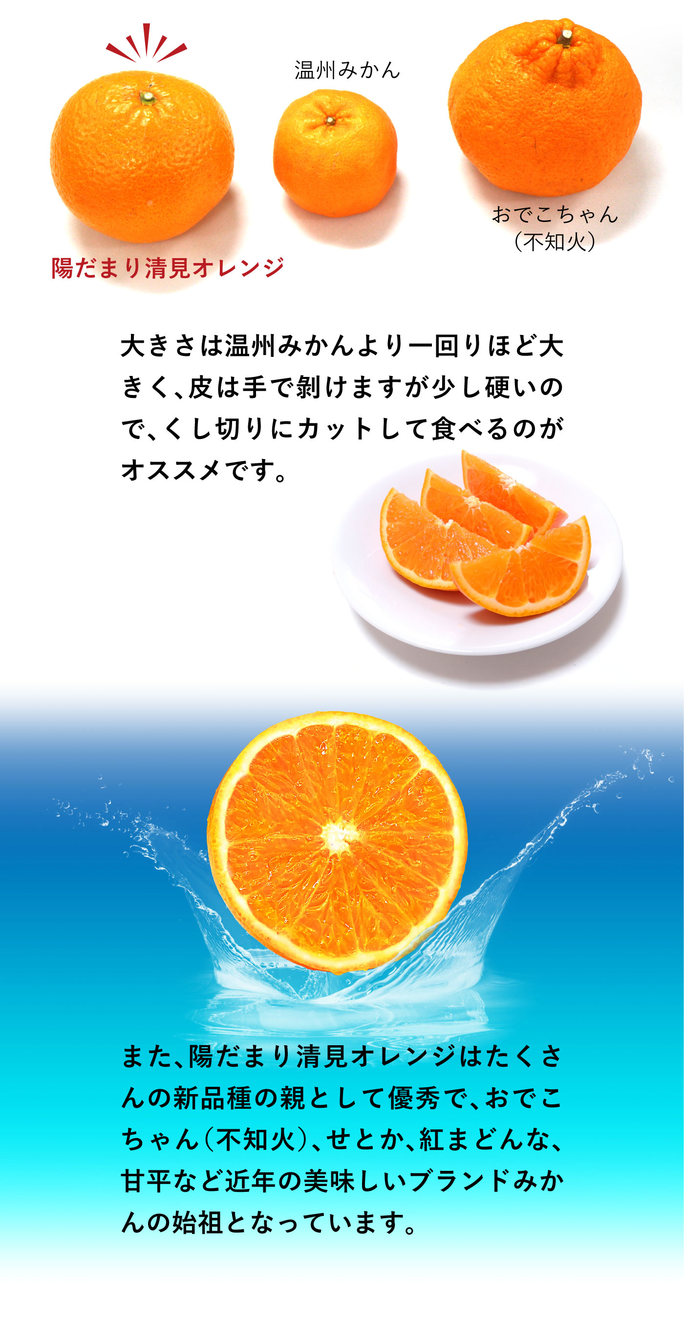 初回限定】清見オレンジ 2kg 1,990円 約6-11玉前後 送料別＜同住所に2