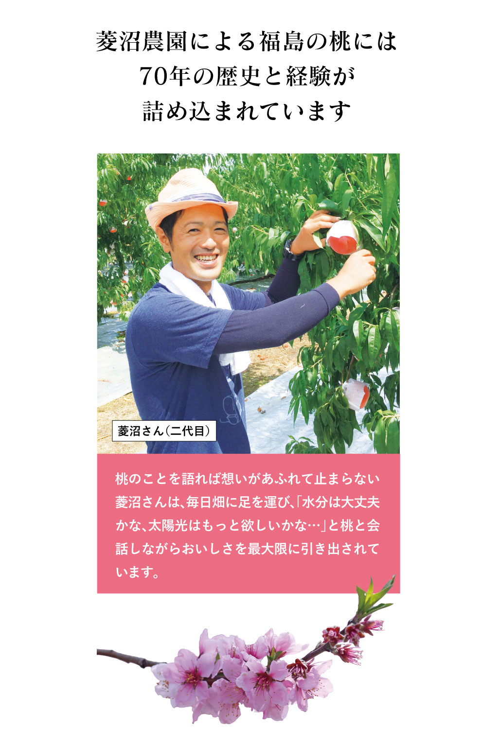 皮ごと食べられるあま〜い福島の桃を送料無料で7月〜9月限定、朝採れ直送でお届けします。