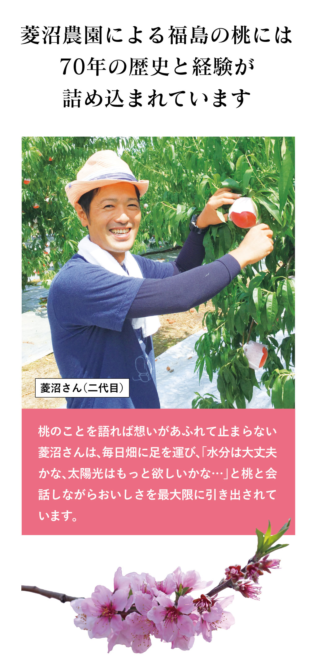 皮ごと食べられるあま〜い福島の桃を送料無料で7月〜9月限定、朝採れ直送でお届けします。