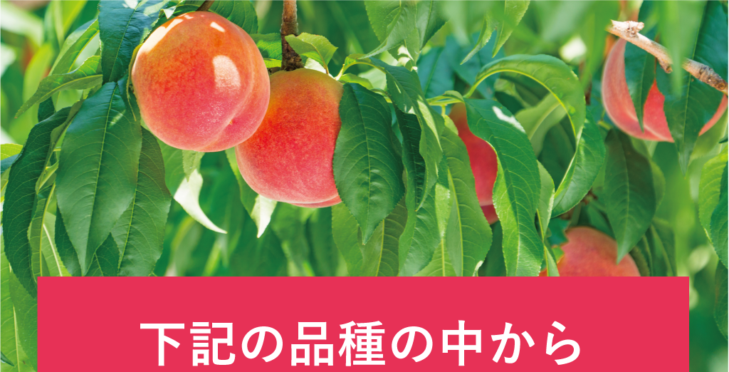 下記の品種から厳選して旬の桃をお届けします。
