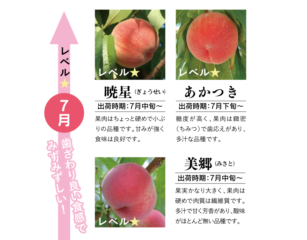 7月のモモ一覧