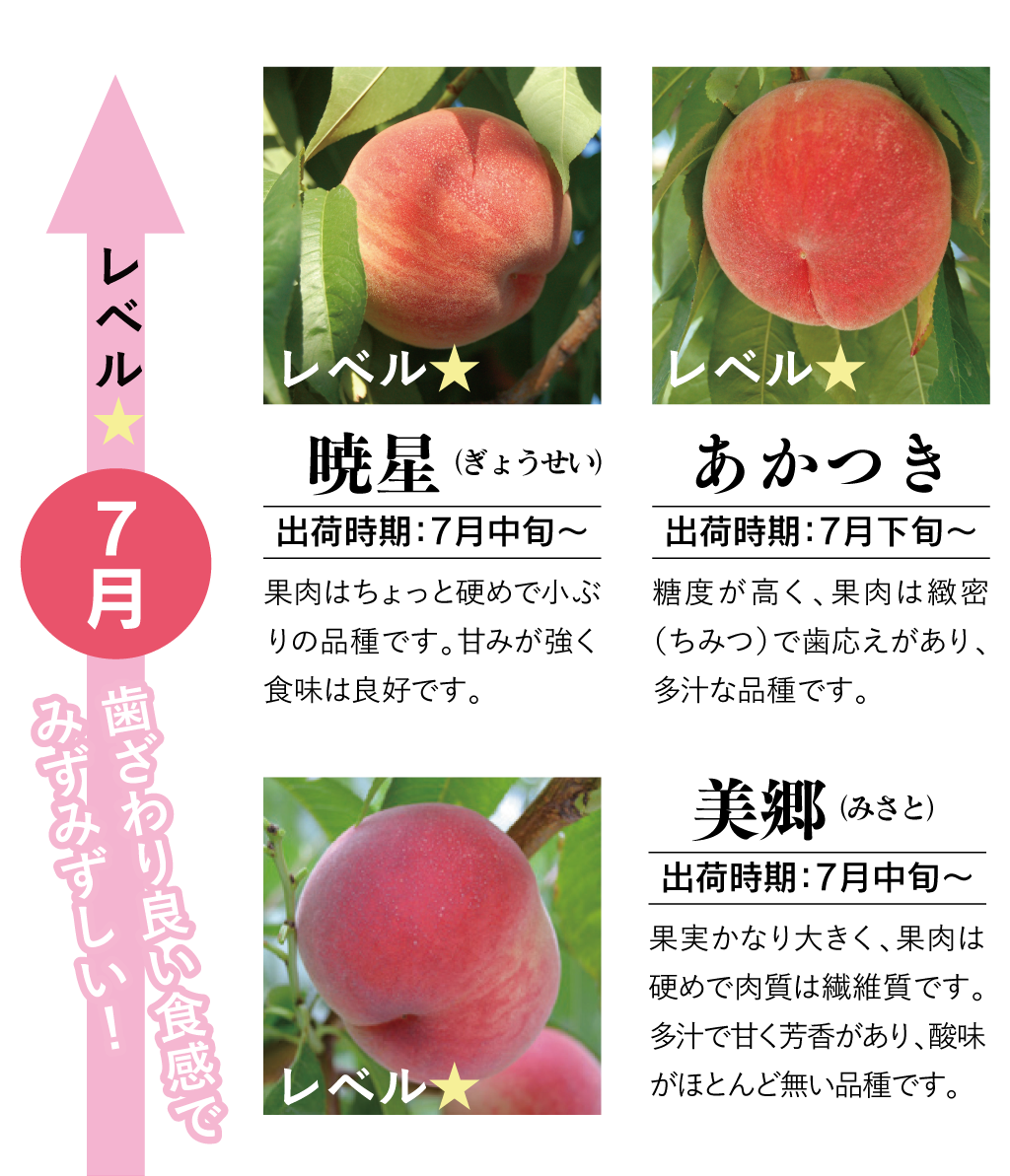 7月のモモ一覧