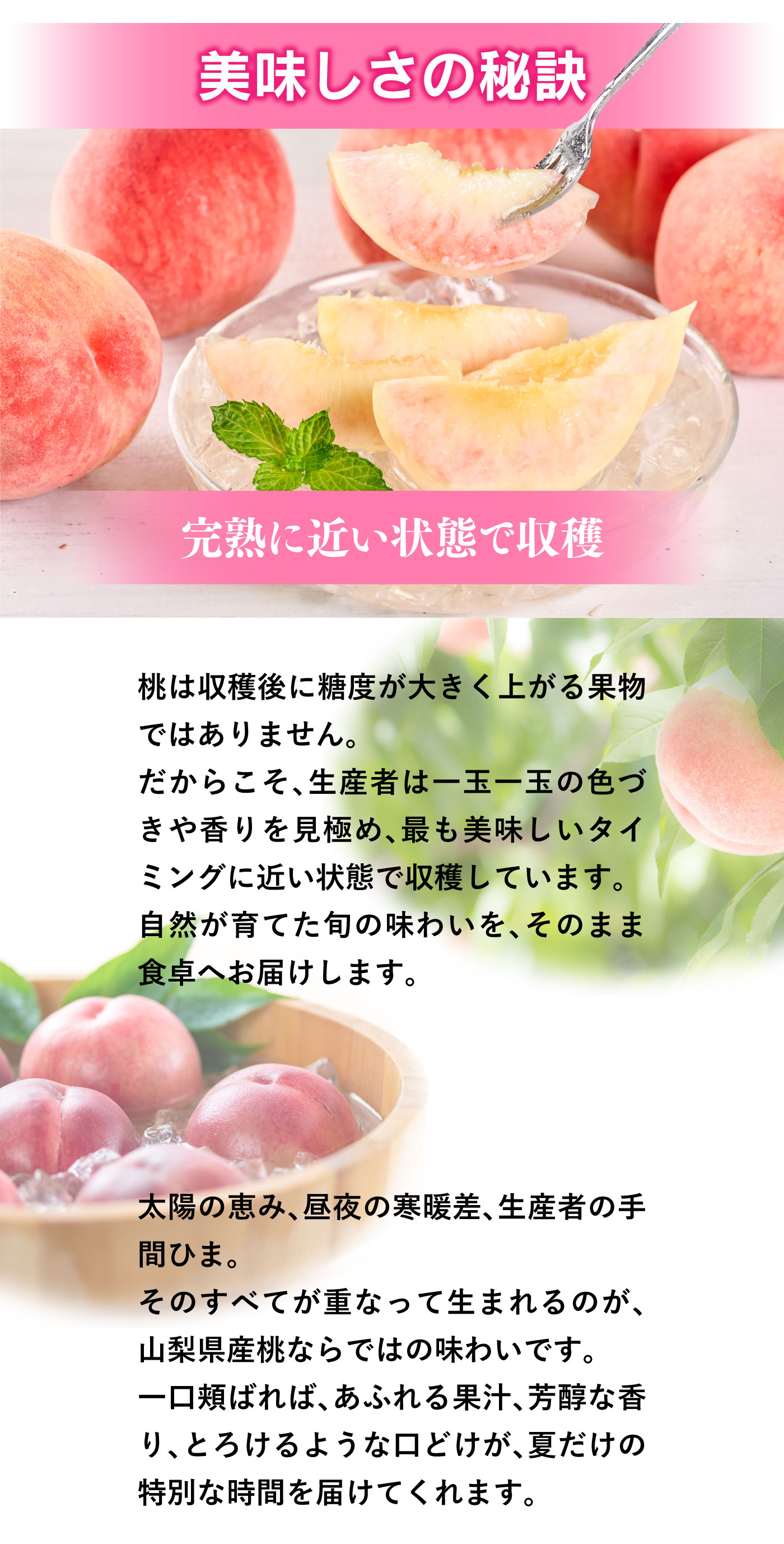 初回限定】山梨の桃 1kg 送料別＜同住所に2セット以上で送料無料＞