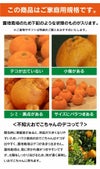 不知火完熟おでこちゃん