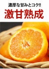 蔵熟みかん
