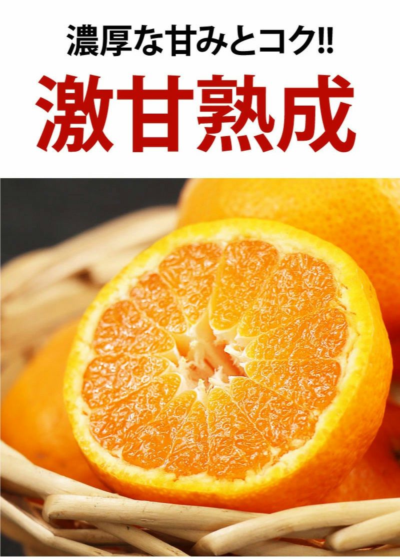 蔵熟みかん