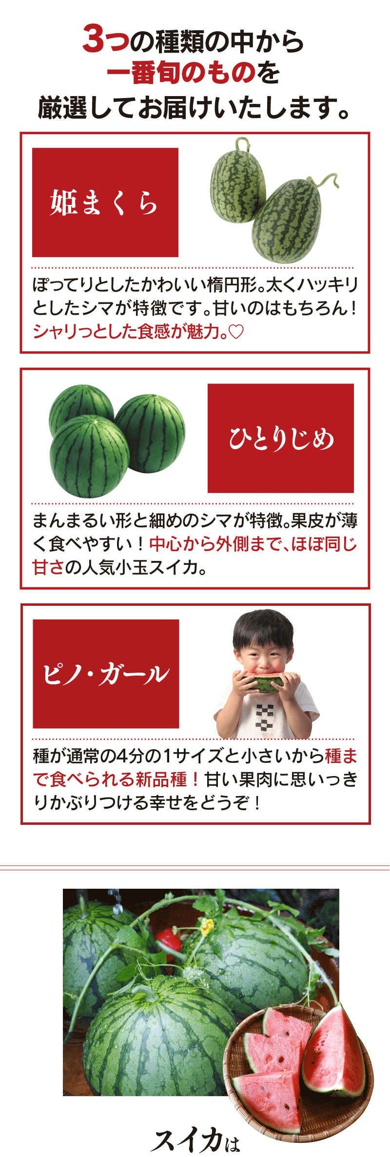熊本県産 小玉スイカ 2玉入り 送料無料 ＜5月上旬より順次出荷予定