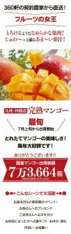 玉揃え 完熟マンゴー