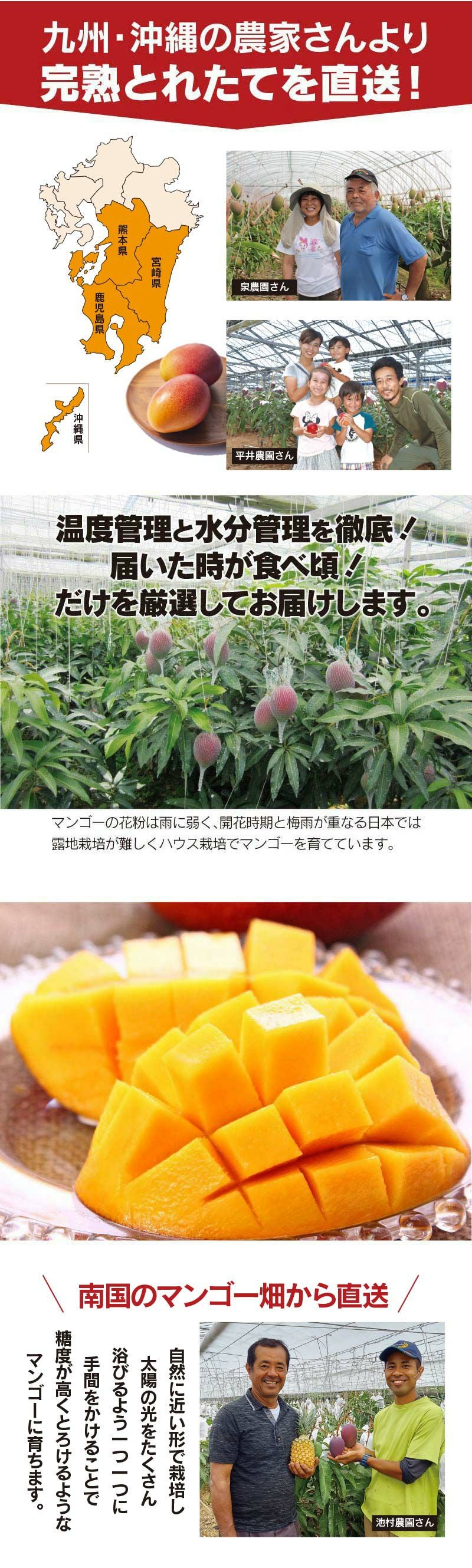 玉揃え 完熟マンゴー