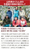 紅秀峰 山形 さくらんぼ 700g 