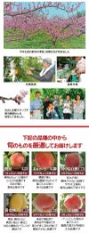 福島の桃 1.8kg