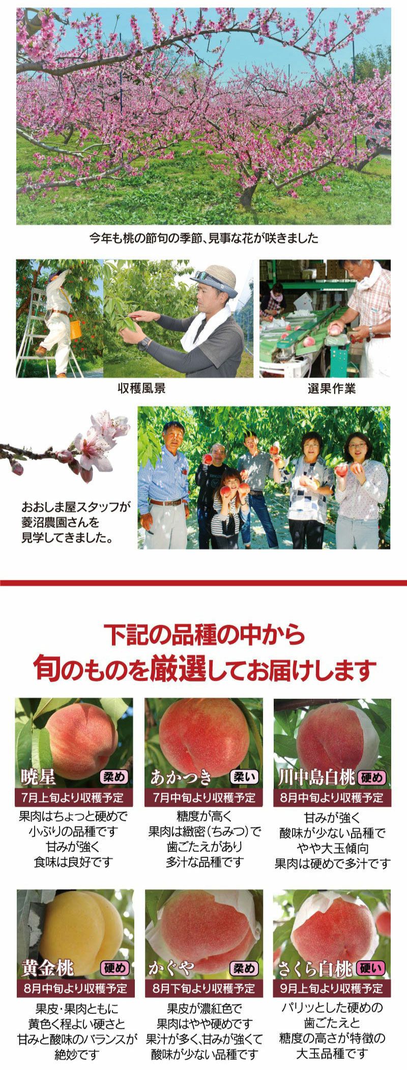 福島の桃 1.8kg