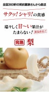 樹上完熟 もぎたて梨