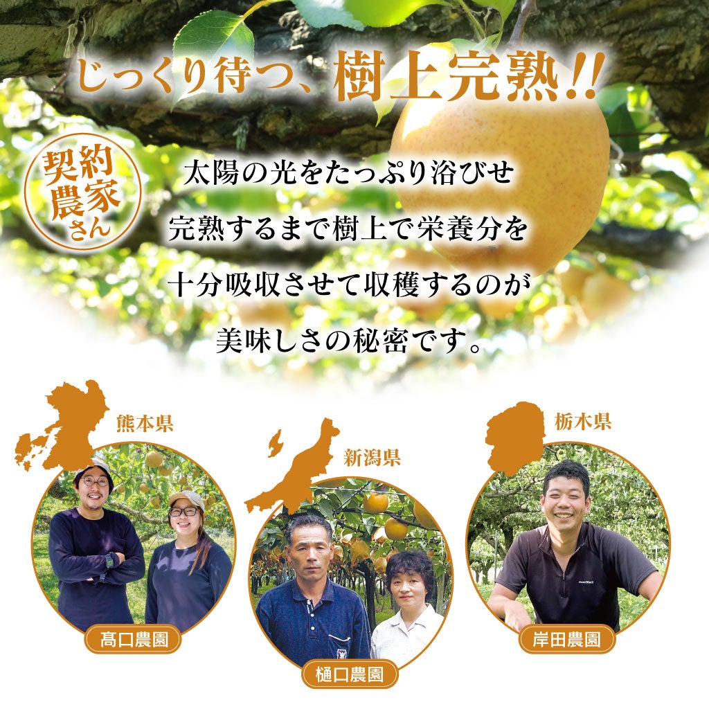 樹上完熟 もぎたて梨