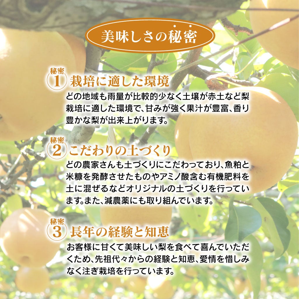 樹上完熟 もぎたて梨