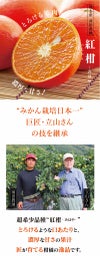 立山さんのみはやみかん