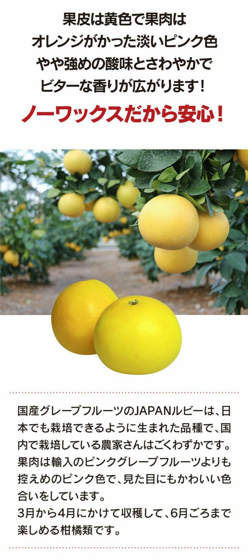 グレープフルーツ