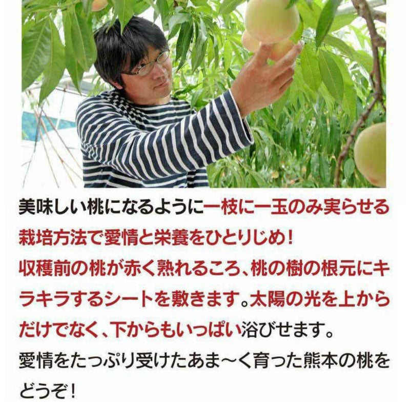 熊本県産 完熟 桃 1.8kg 送料無料（クール代別途） ＜7月上旬から順次