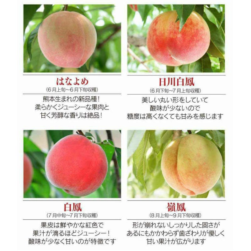 サクマ・大実玉桃の 健康的な成長未成熟果実付き・３１ 熊本県産 完熟 桃 1.8kg 送料無料（クール代別途） ＜7月上旬から順次