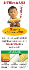 北海道産 とうもろこし 恵味ゴールド