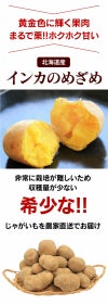 北海道ジャガイモ インカのめざめ