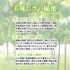 丸山さんのシャインマスカットの美味しさの秘密