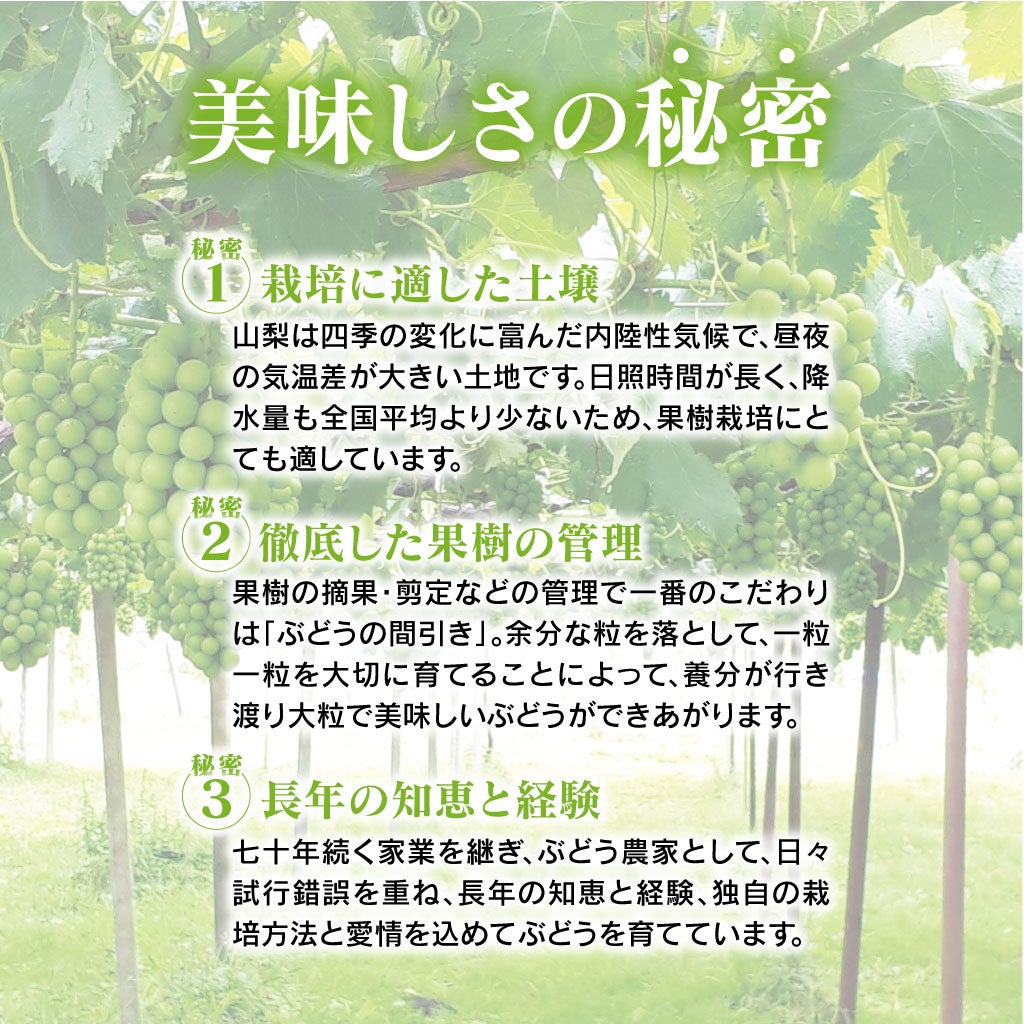 丸山さんのシャインマスカットの美味しさの秘密