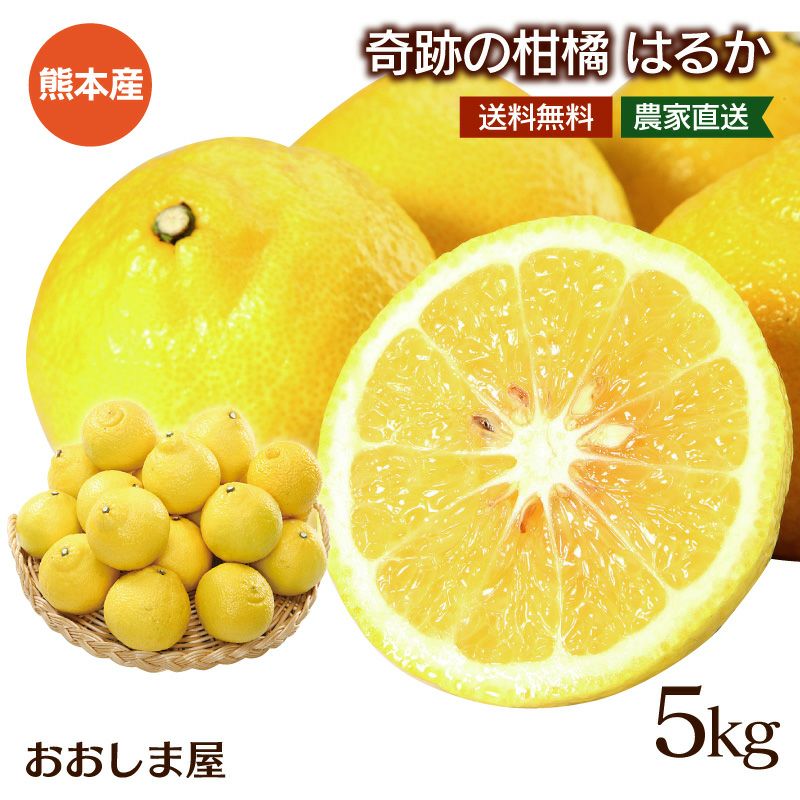 奇跡の柑橘 はるか 5kg 送料無料 ＜1月中旬より順次出荷＞ 熊本産 農家