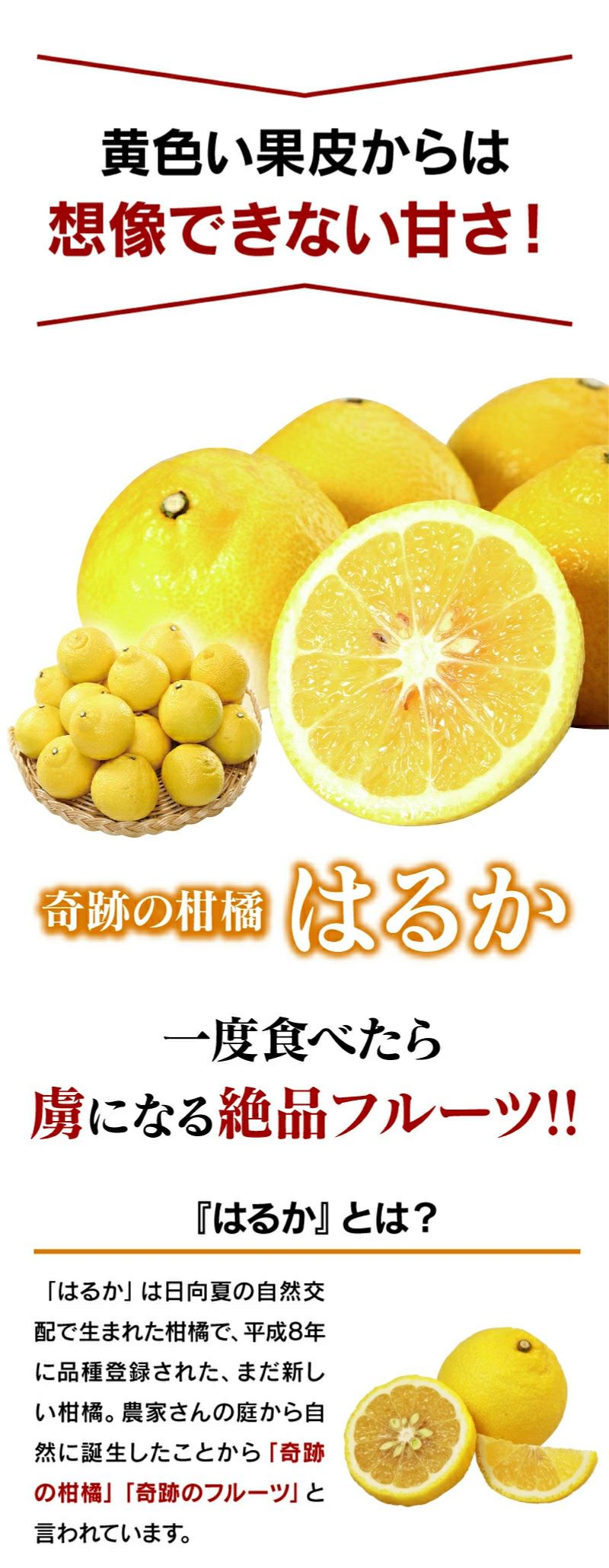 奇跡の柑橘 はるか 5kg 送料無料 ＜1月中旬より順次出荷＞ 熊本産 農家
