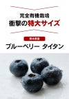 ブルーベリー タイタン