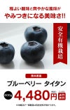 ブルーベリー タイタン