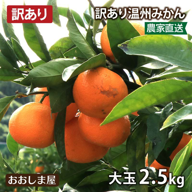 訳あり 大玉温州みかん 2.5kg（約15玉前後） 【同住所に3箱以上購入で