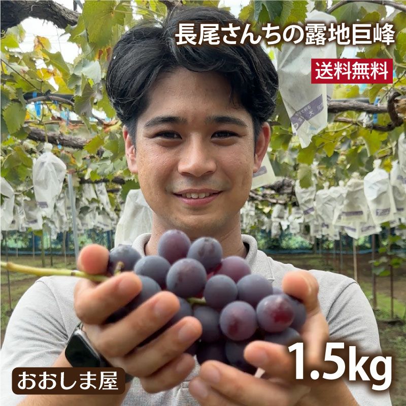 長尾さんちの完熟巨峰 1.5kg 3-5房 ＜送料無料・クール代別＞ 8月下旬