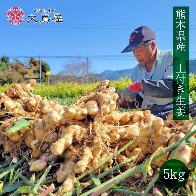 オーロ　熊本生姜 土付き囲い生姜 15kg 鮮度抜群】香辛温活！自然栽培 土佐一囲い生姜1kg土付き 香りの良い