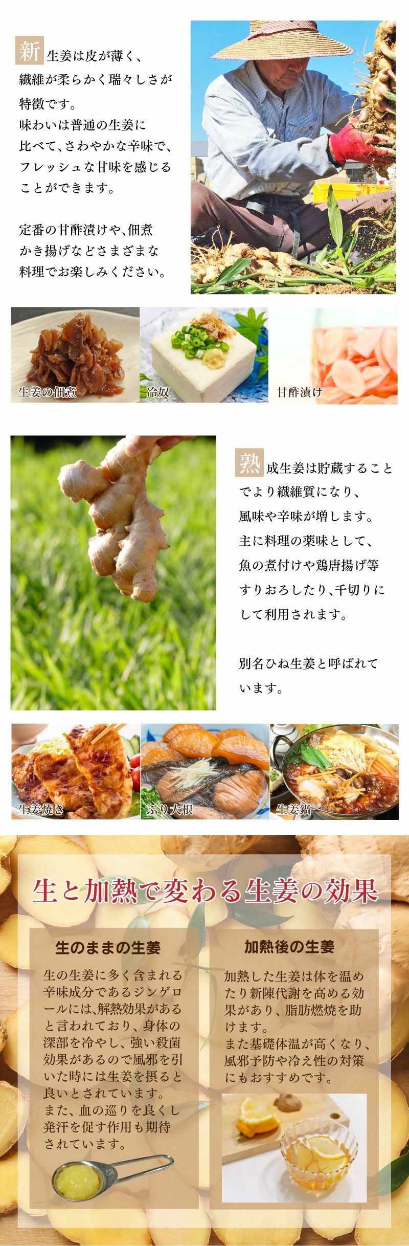 熊本県産 土付き生姜 5kg 送料無料（11月中旬より順次出荷） ショウガ