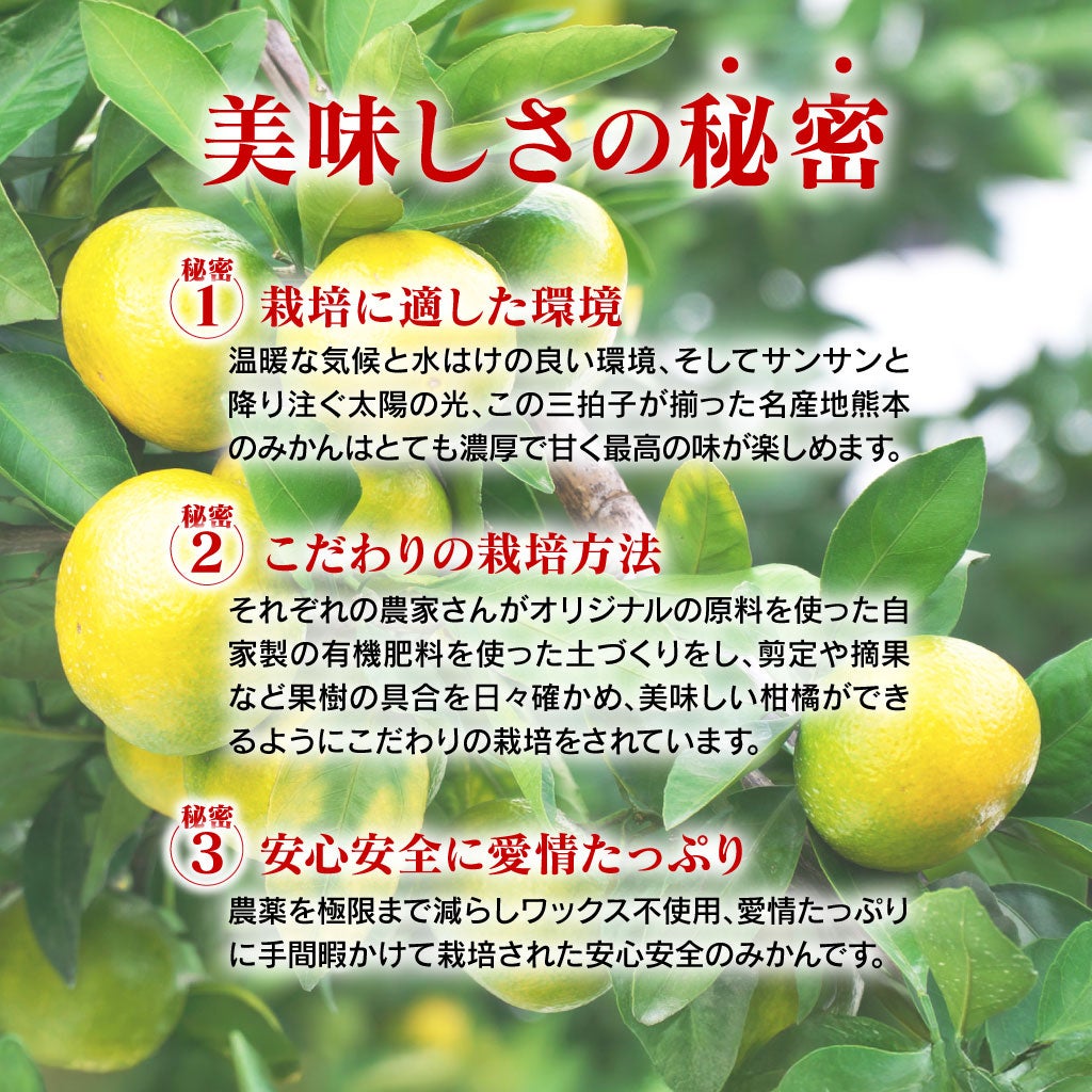 熊本のみかんの美味しさの秘密
