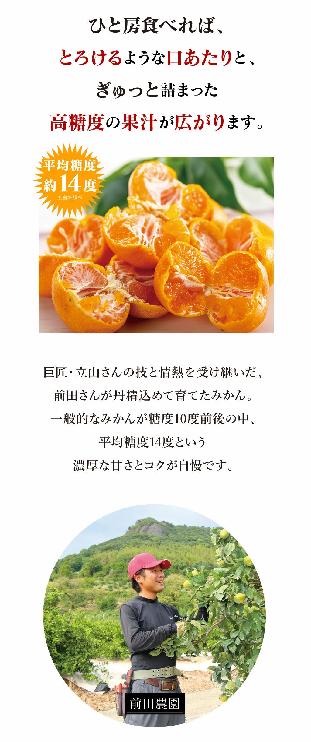 （プロフ必読）ミカンの九州農園 伝承とろこくみかん 3kg（25-35玉前後）前田農園さんの特選ミカン ＜12