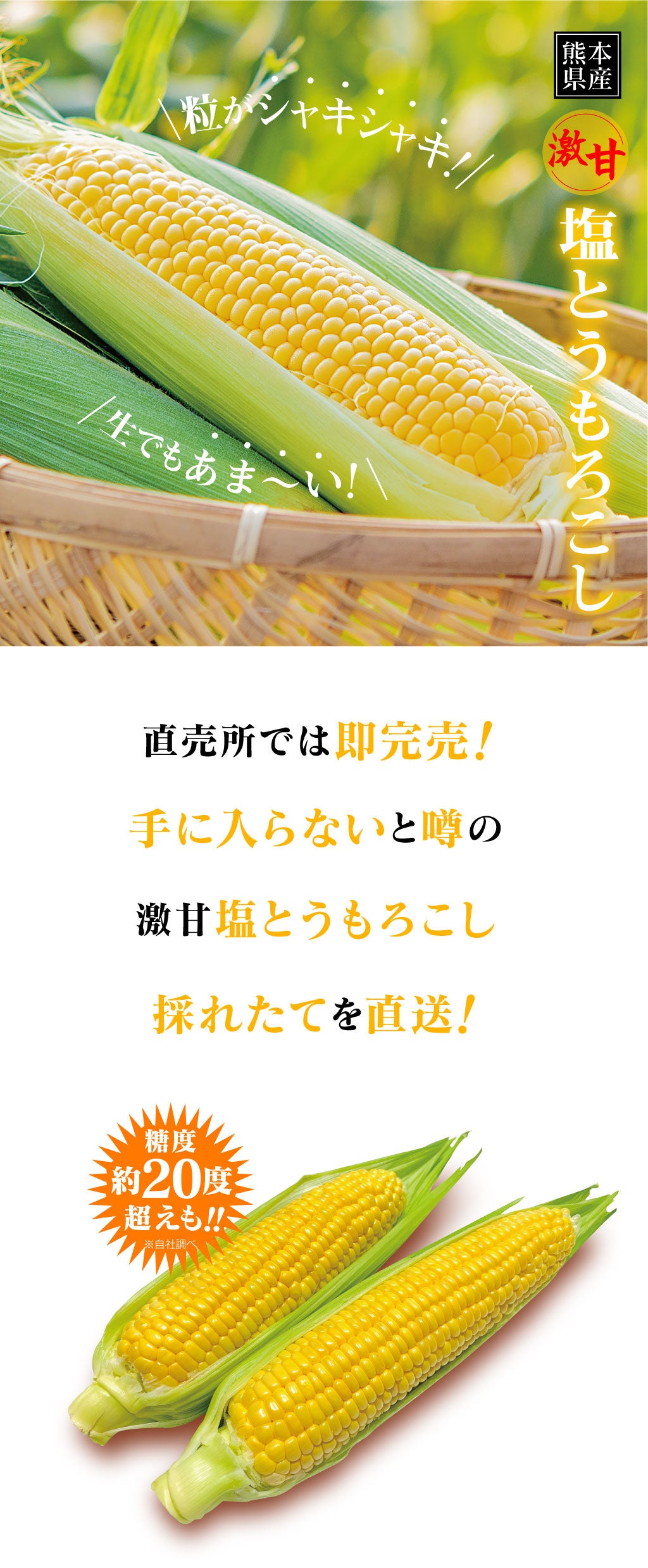 熊本産 塩とうもろこし 4kg（9-11本入り） 送料無料 クール代別途 ＜4