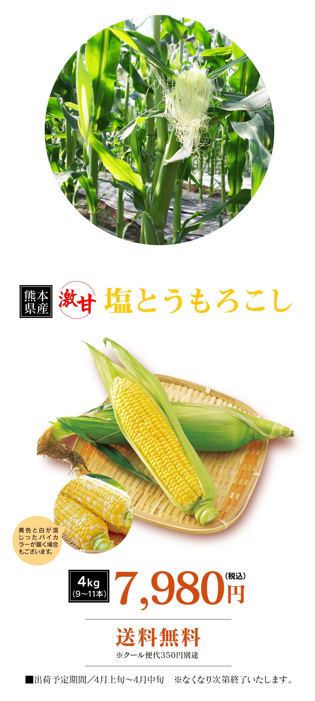 ④おひさ　　　　　 　　　　　熊本産4kg 熊本産 塩とうもろこし 4kg（9-11本入り） 送料無料 クール代別途 ＜4