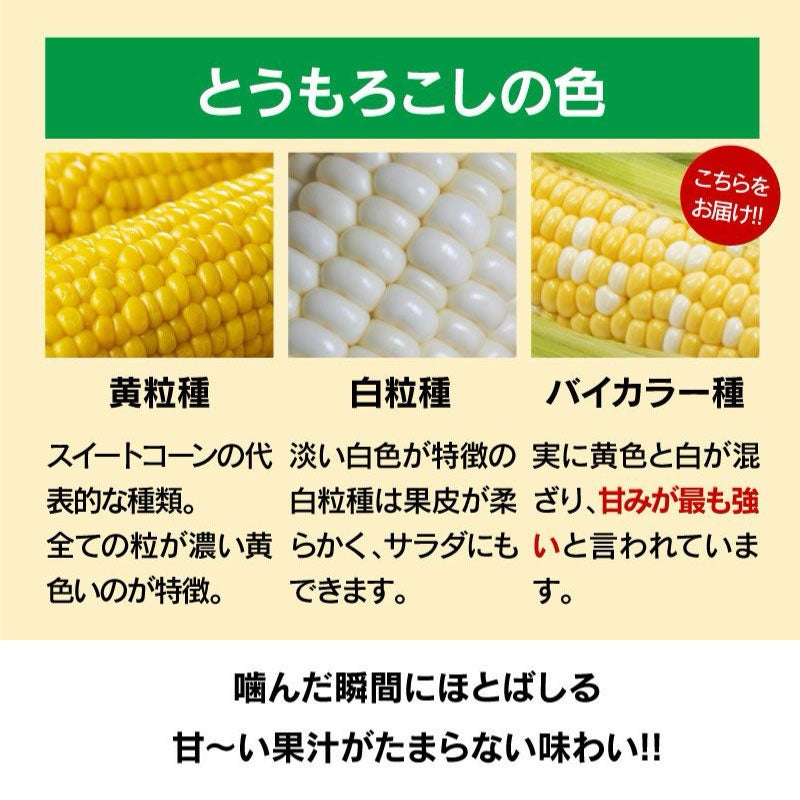 ドルチェドリーム とうもろこし スイートコーン 4kg ＜5月下旬から順次